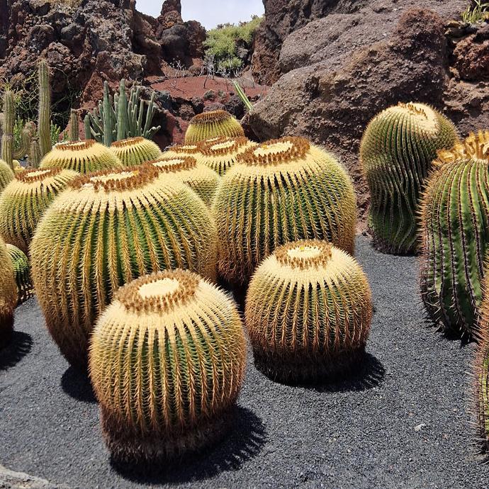 Cactus rond